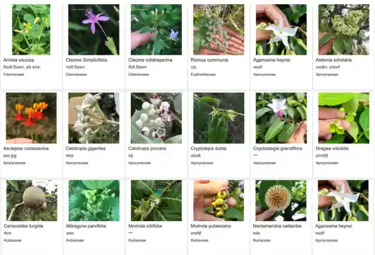 OneFlora: Encyclopedia Unveiled with 3000+ Photos, 150 Species