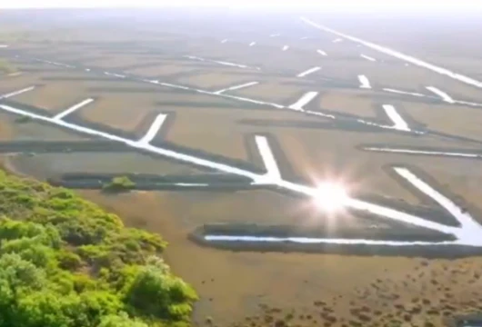 Muthupet Mangroves Become Tamil Nadu’s Carbon Credit Pilot