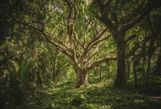 By 2030, Adani Group promises to plant 100 million trees