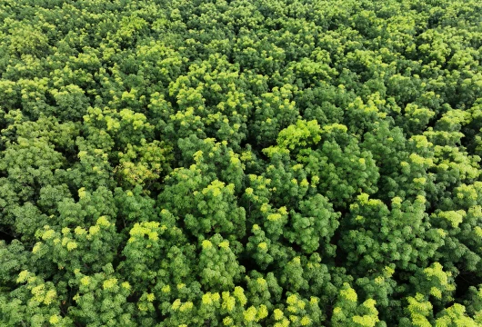 Forest Carbon Credits Face Science-Backed Reset