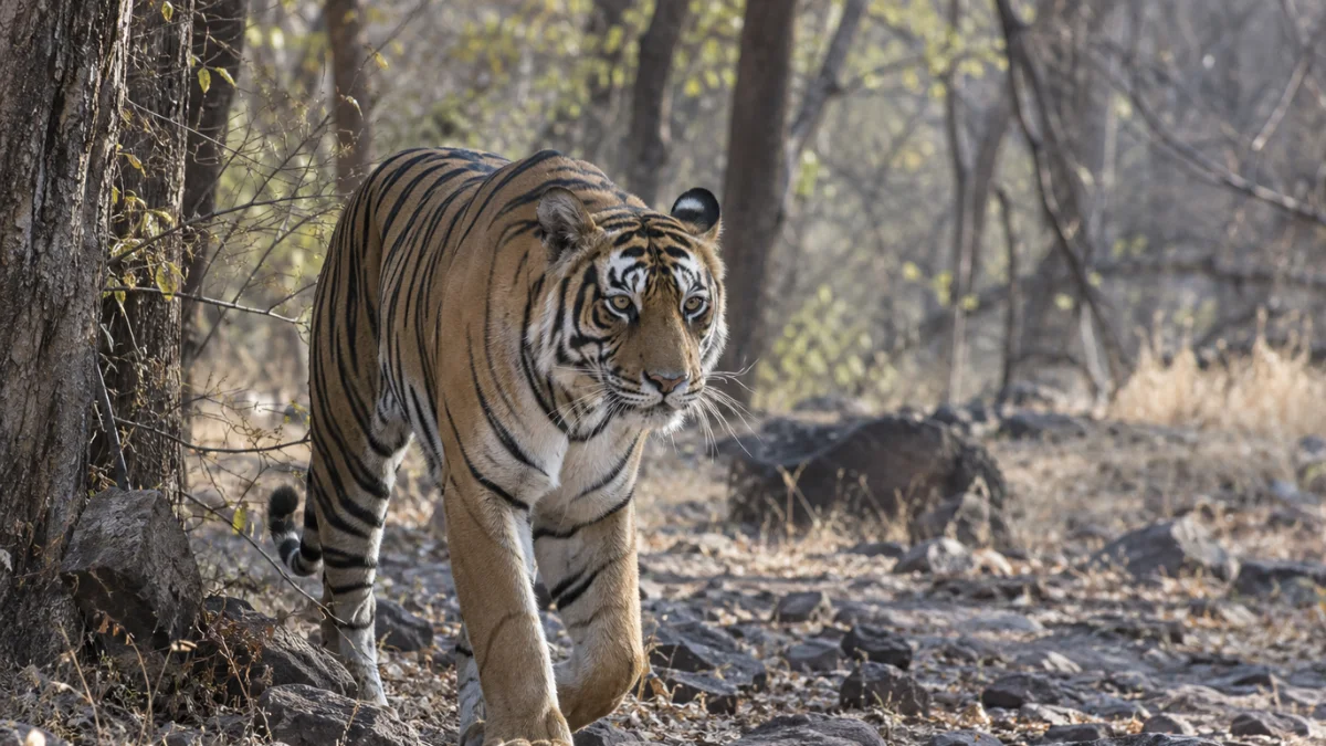 India's Ramsar Sites Quadruple as WWF Meets in Jaipur