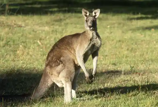 Australia's Carbon Credit Scheme Criticized as 'Catastrophe' in New Research