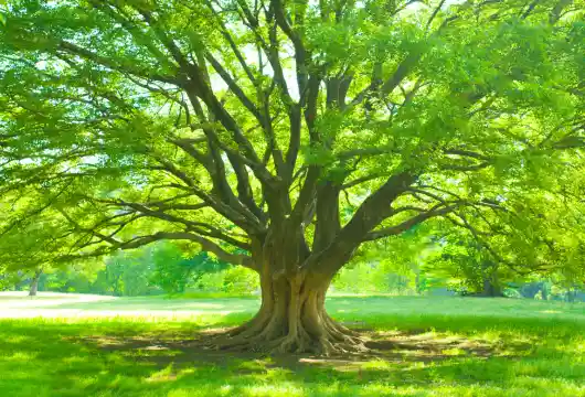 Haryana's Pioneering Initiative of Pension Scheme for Trees Aged 75 and Older