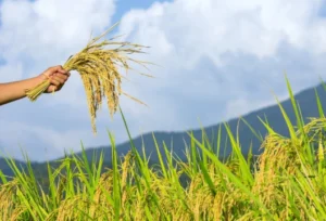 Mitti Labs Set To Revolutionize Rice Farming in India