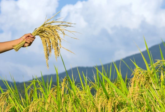 Mitti Labs Set To Revolutionize Rice Farming in India