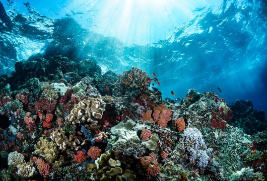 Coral Restoration