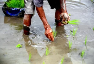 Carbon Neutrality