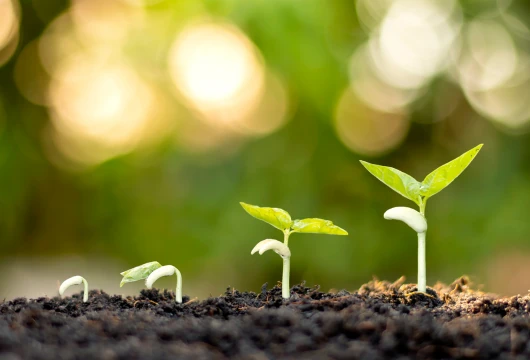 Tree Plantation