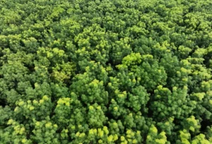 Forest Carbon Credits