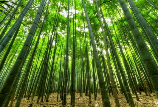 Bamboo Bioplastic